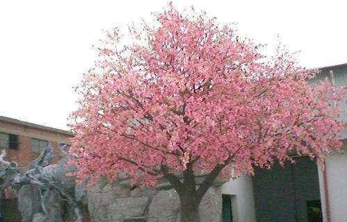 很多人认为桃树就是桃木,能起到辟邪的效果,因此种在门口,但其实并非