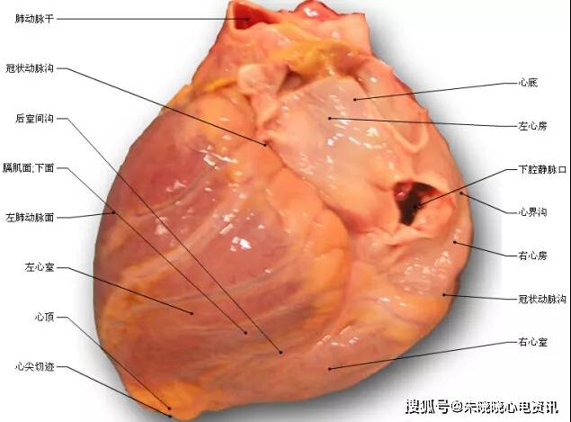 50张高清心脏解剖图谱,太赞了
