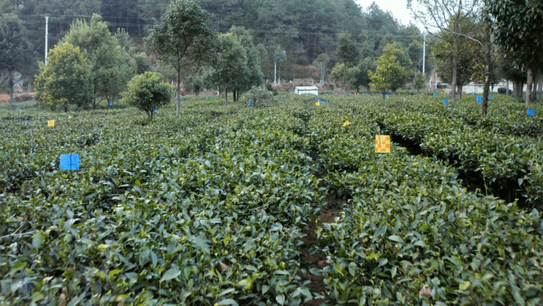 美丽云南(第二季 千年茶乡 田园城市—美名:保山·昌宁县