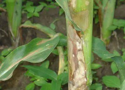 玉米纹枯病从苗期至穗期均可发生,主要发生在抽雄期和灌浆期,生长后期