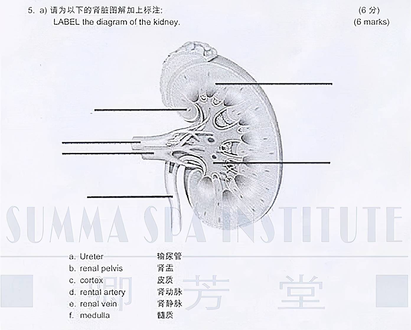 备考ifa关于生理解剖你必须要掌握这几张图5