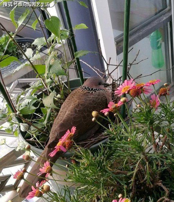 原创阳台上养的花竟然成了鸟窝飞来2只大斑鸠下了6个鸟蛋
