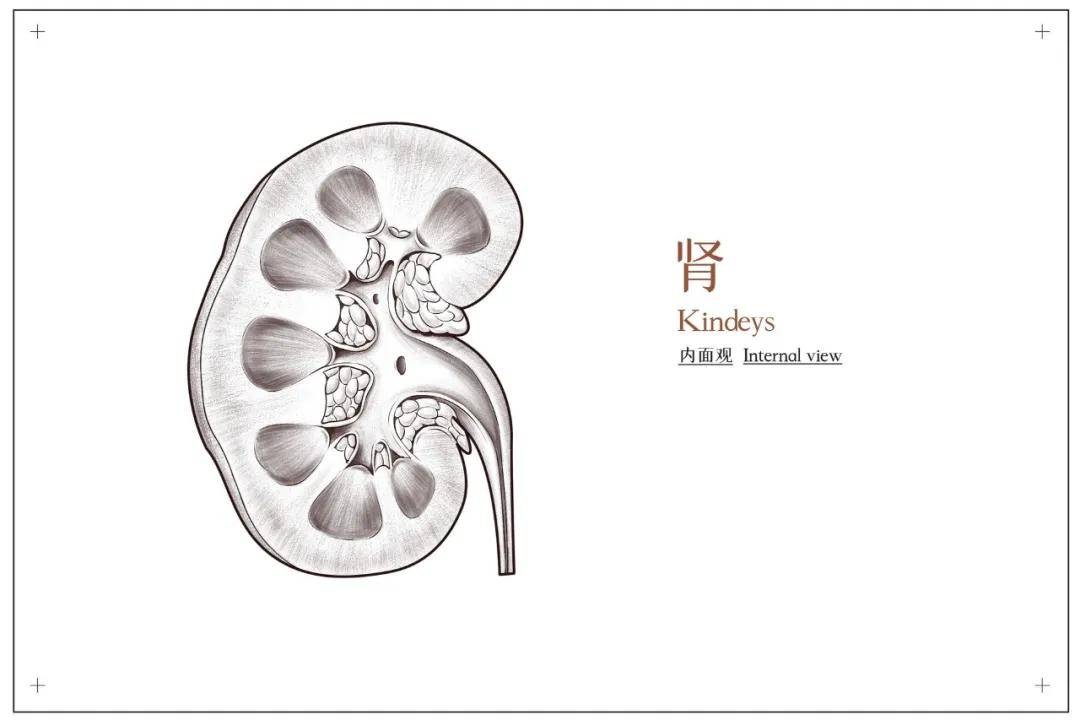 备考ifa关于生理解剖你必须要掌握这几张图5