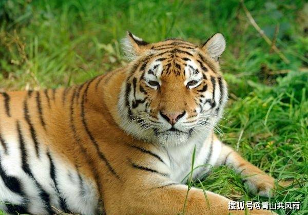 前半生崎岖,后半生大富大,86生肖虎一生中三个绊脚石