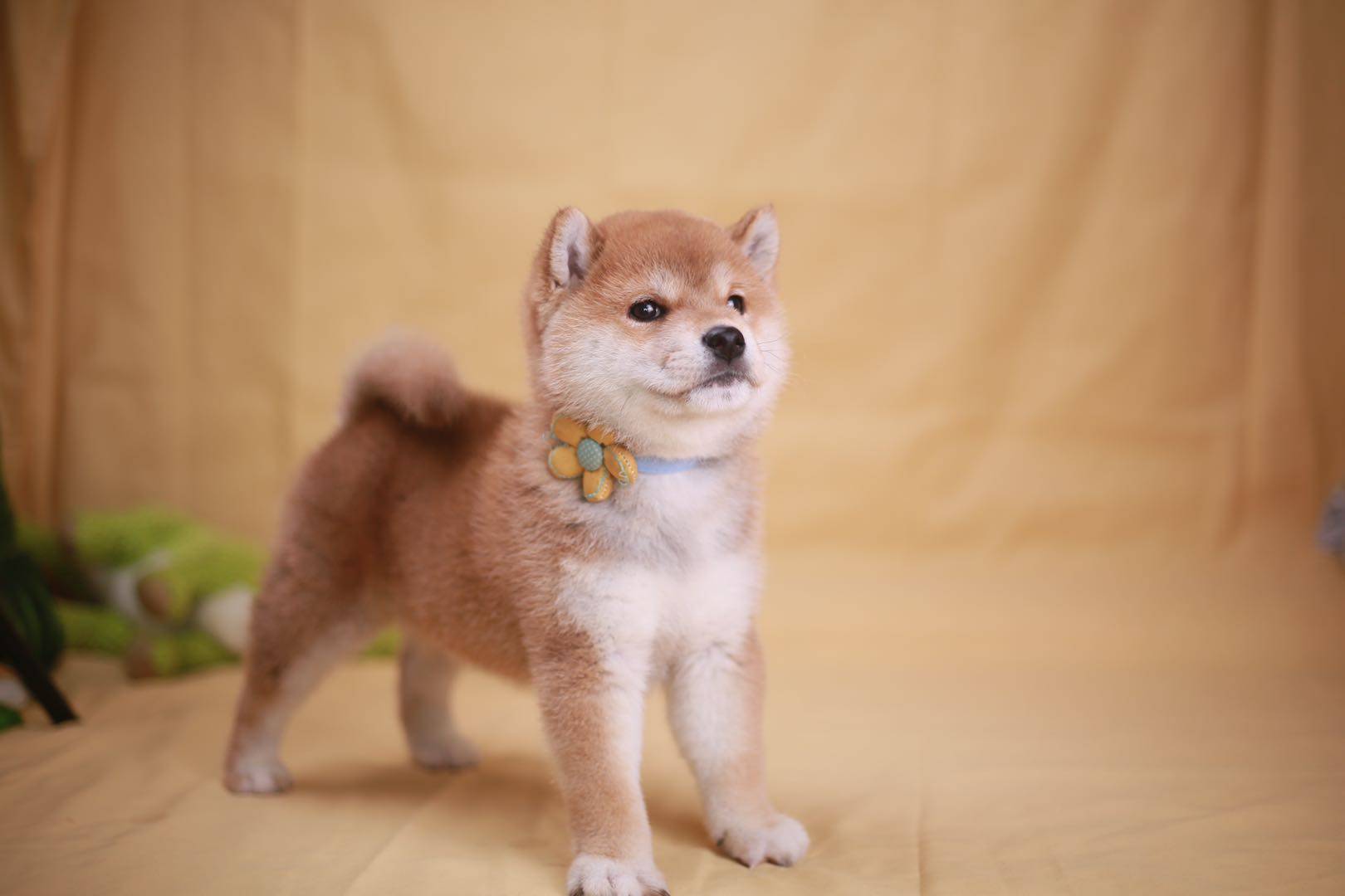 大饼脸飞机耳的柴犬需要怎么选?