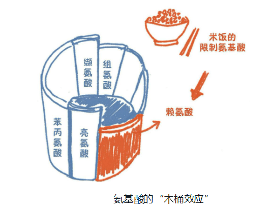 而取决于含量最少的那种氨基酸,这就是氨基酸的"木桶效应,木桶能够盛