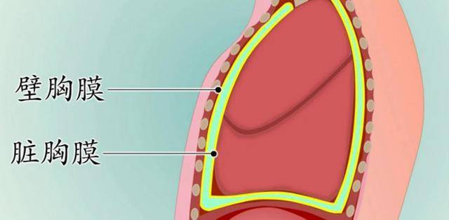 肺到胸壁之间,存在两层膜,包裹着肺的叫脏胸膜;覆盖在胸壁内面的叫壁