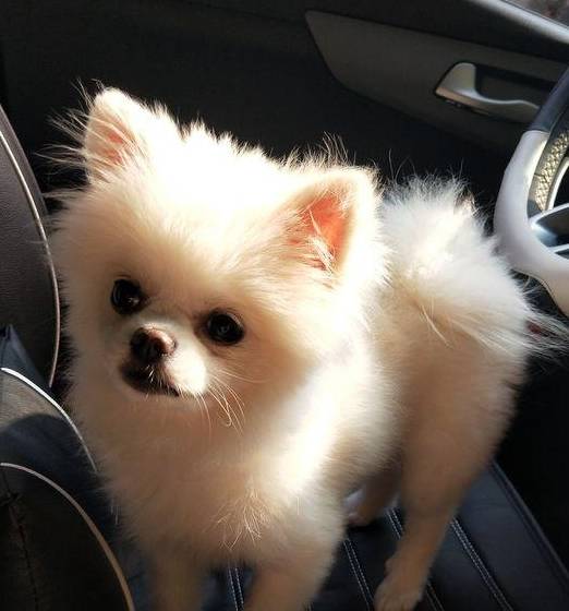 博美正在脱胎换骨,过了