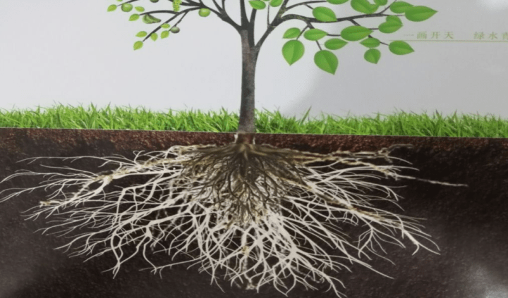促进植物根系生长的方法?作物根系的四种生长状态?