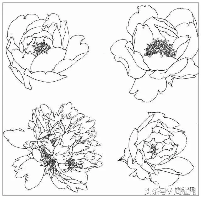 珍藏版~这篇国画工笔牡丹教程超级详细,受益良多!_花瓣