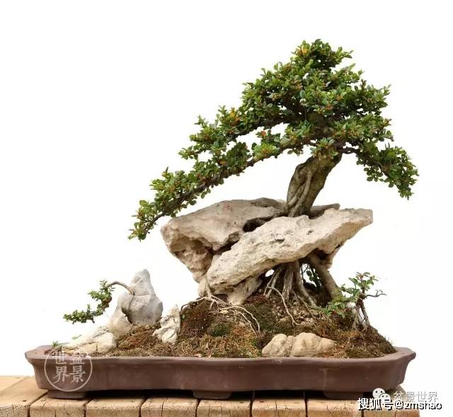 铺地蜈蚣盆景