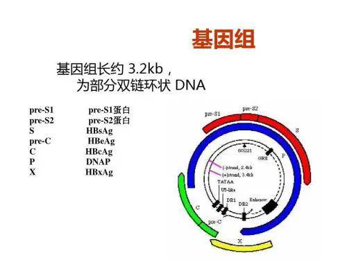 原创乙肝hbv复杂周期,衣壳结构高度稳定,初始步骤尚有许多未探明