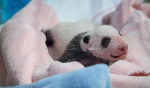 大熊猫生宝宝如此任性,网友安慰饲养员:除了宠着还能怎么办?