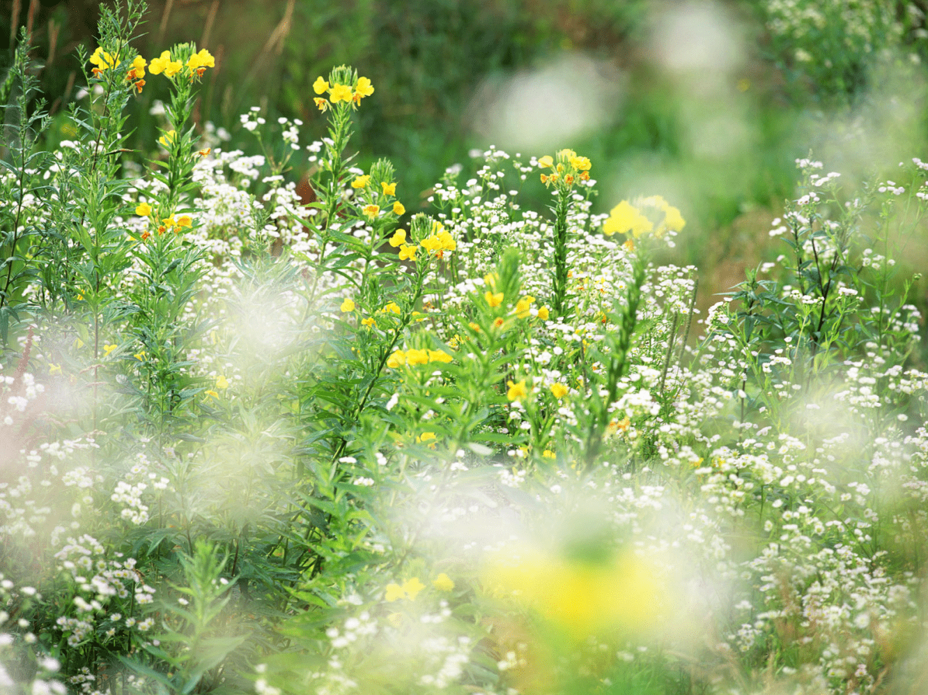 四川这处赏花地,简直是一幅江南春景图