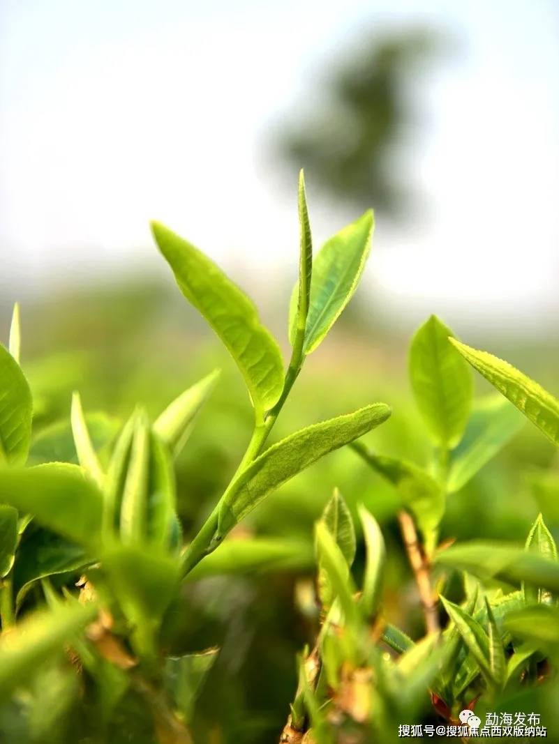拉祜族妇女身背茶篓,玉指翻飞 清香鲜嫩的芽尖轻轻落入篮中 一芽两叶