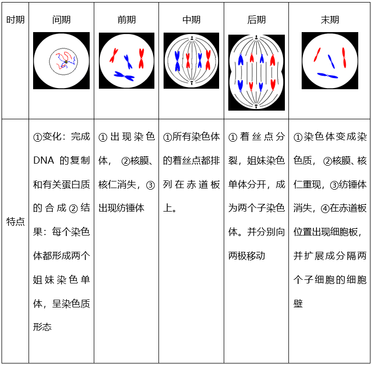 动物细胞有丝分裂模型(一)过程