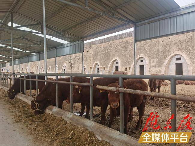 甘肃正宁:"早胜牛"产业链全新"上线" ,着力打造西北肉牛养殖大县