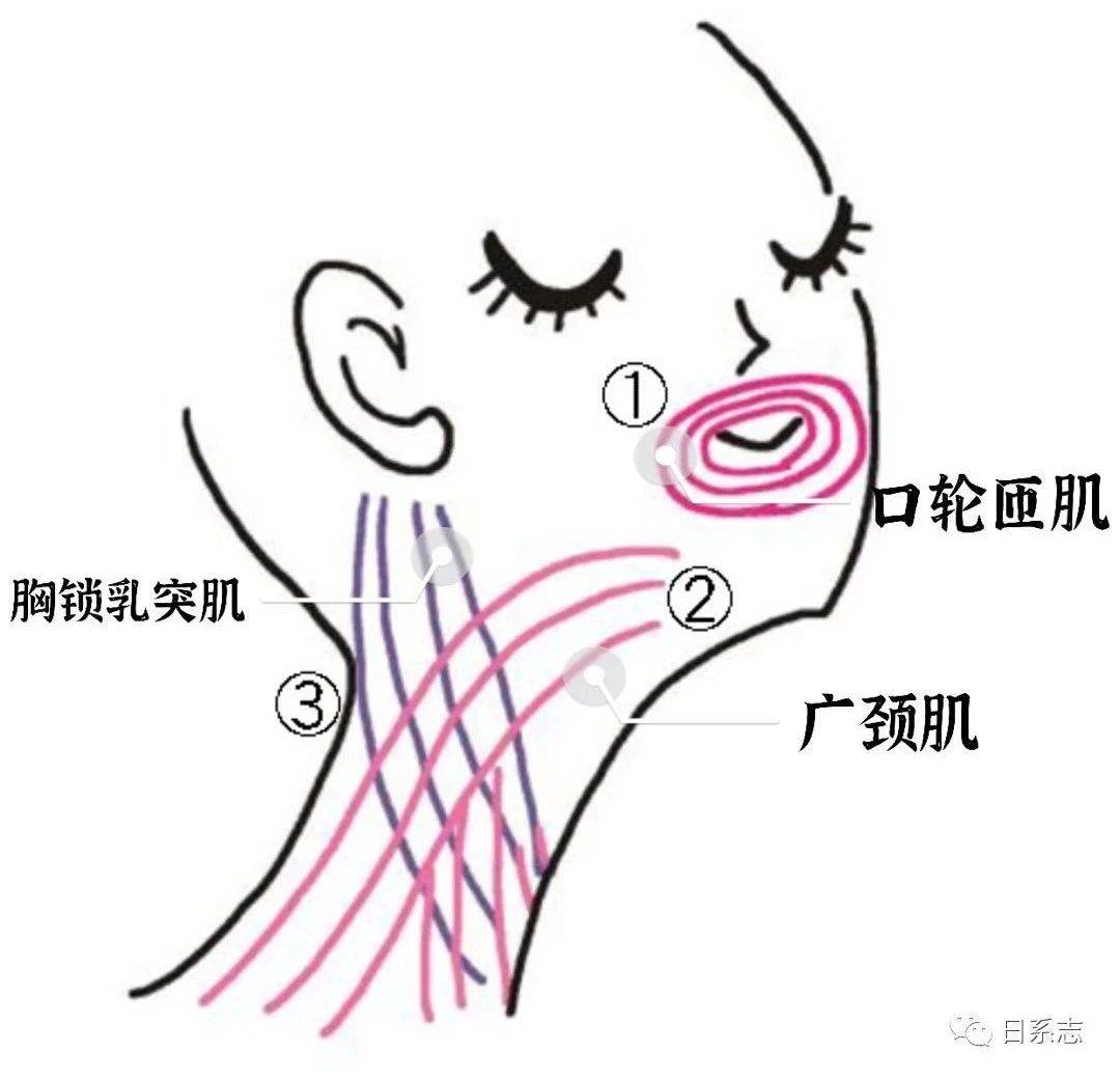 涂抹按摩乳液后,从锁骨中心向尖头方向按压滑动,疏通淋巴(左右各3次)