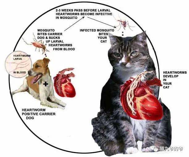 猫九爷:犬猫心丝虫_心脏