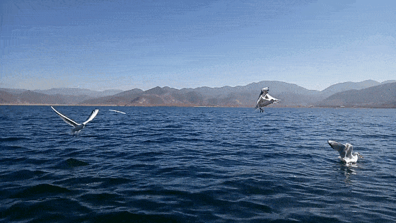 与泸沽湖的海鸥来一场约会吧~就抓住最后的尾巴喜欢邂逅美好如果你也