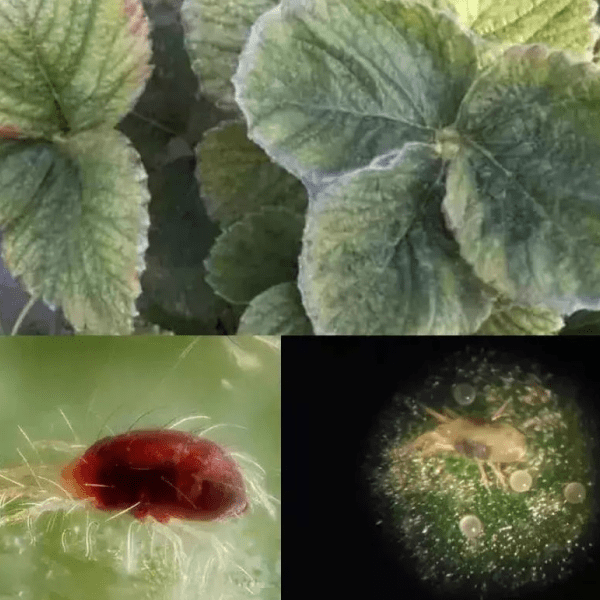 草莓种植常见病害及防治