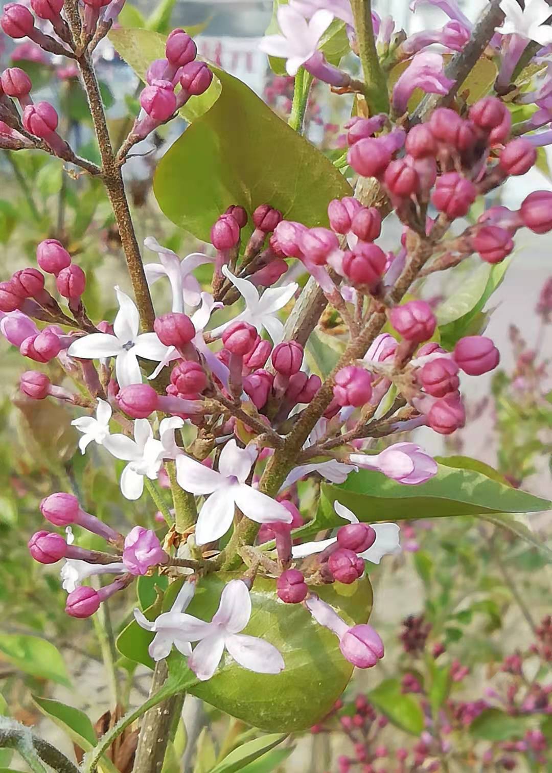 买菜丁香 来自搜狐网