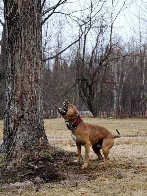 原创小心恶狗,世界八大恶犬排名,藏獒都排不上号