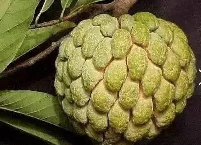 世界上最稀奇古怪的水果,你吃过几种