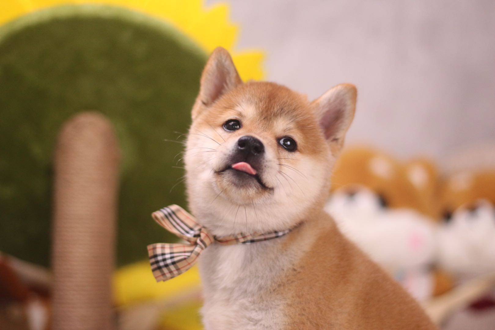 宠物级柴犬的挑选技巧