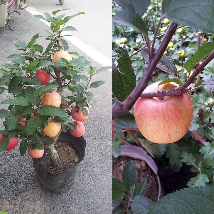 3款常见果树,现在居家盆栽"矮化种,年年都能开花结果子_养殖