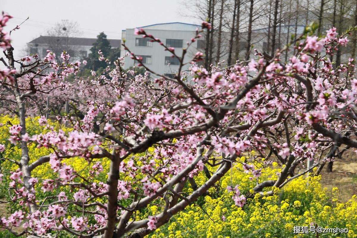 2021无锡阳山桃花节