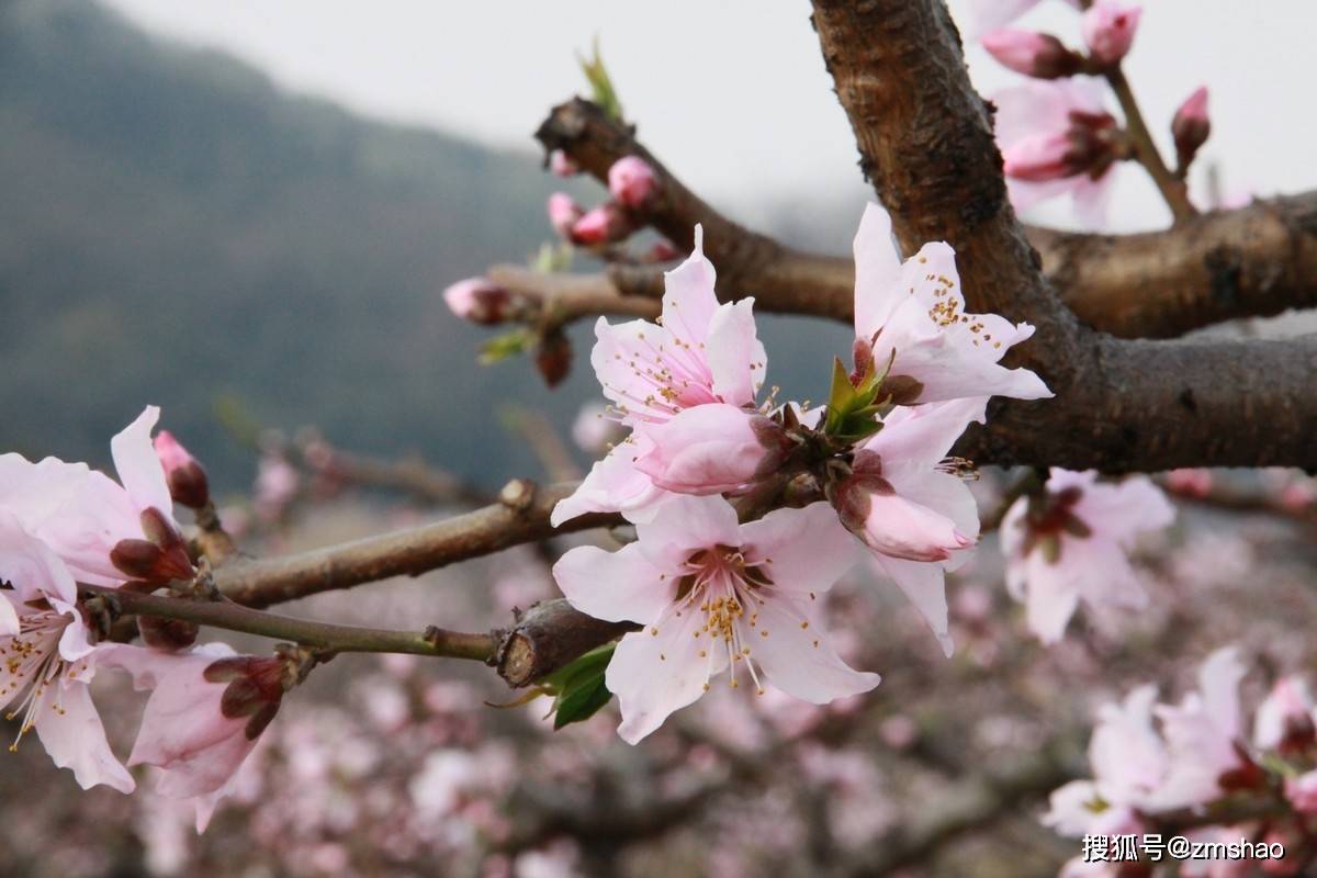 2021无锡阳山桃花节