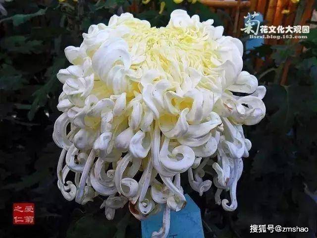 世界最美菊花80种,太美了