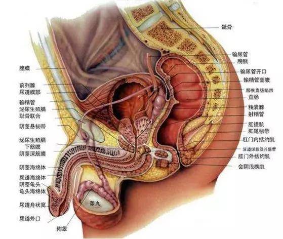 梗阻性无精症,是指由于各种泌尿系感染,输精管结扎手术,先天性的