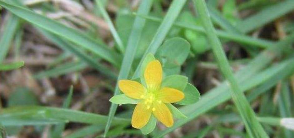 地里该野草,人称"七寸金",风一吹就倒,价值却不可小觑