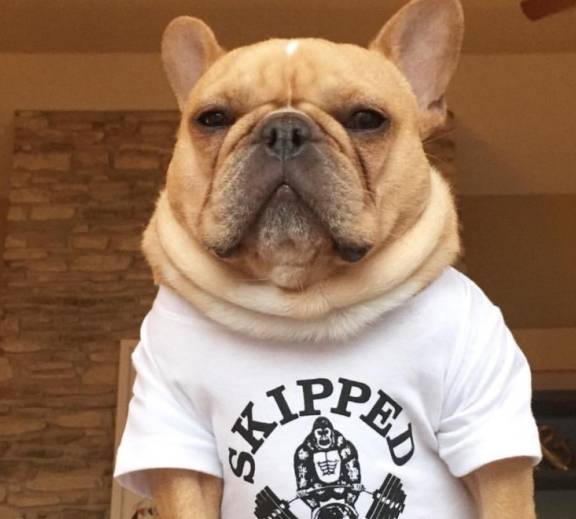 斗牛犬如何来喂养?应该吃什么,不应该吃什么呢?