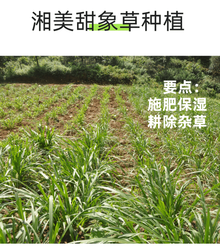 甜象草养黑山羊,甜象草种植技术