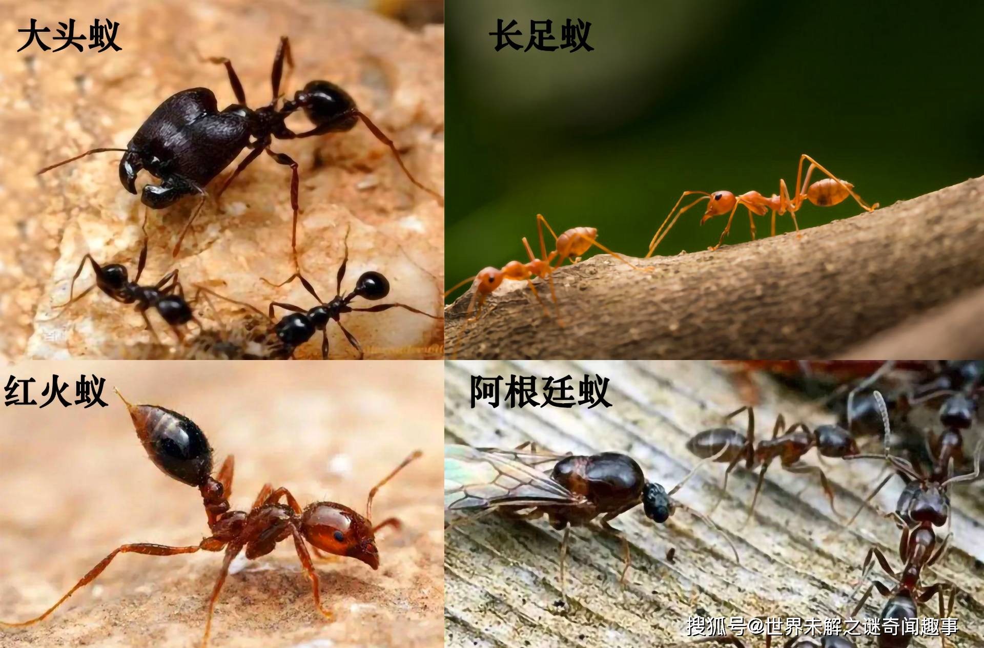 红火蚁入侵我国12省!小小蚂蚁,如何横跨山海入侵世界?