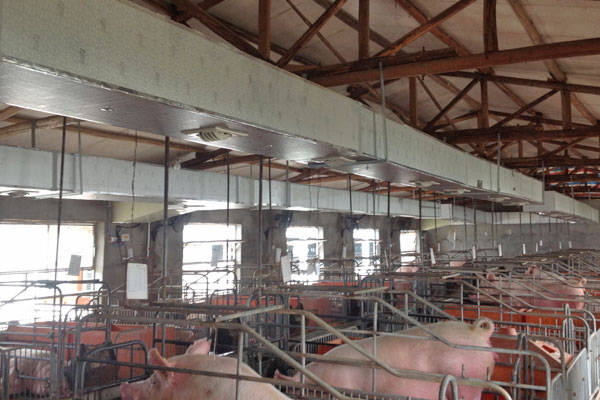 养猪场使用环保空调降温通风案例