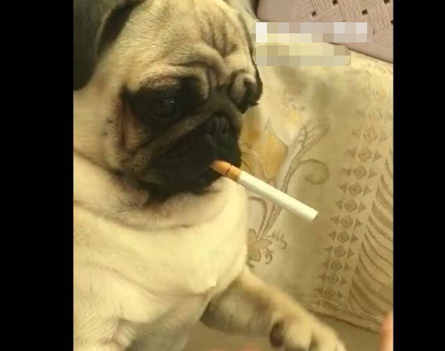 原创狗狗叼支烟耍酷,主人抢它的烟时,不停用脚阻止!