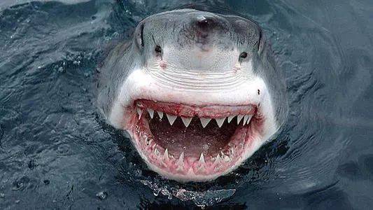 一条鲨鱼10年内换掉2万多颗牙,人类为什么只能换一次牙?_牙齿