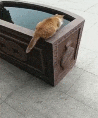 猫咪不慎掉入鱼缸,鱼没有被捉到,自己被水呛了几口!