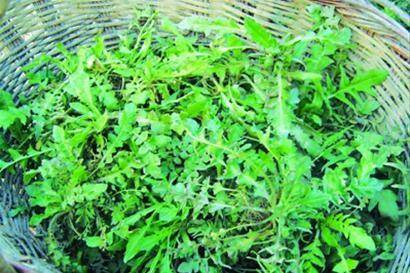 农村随处可见的野菜,城市人抢着挖!