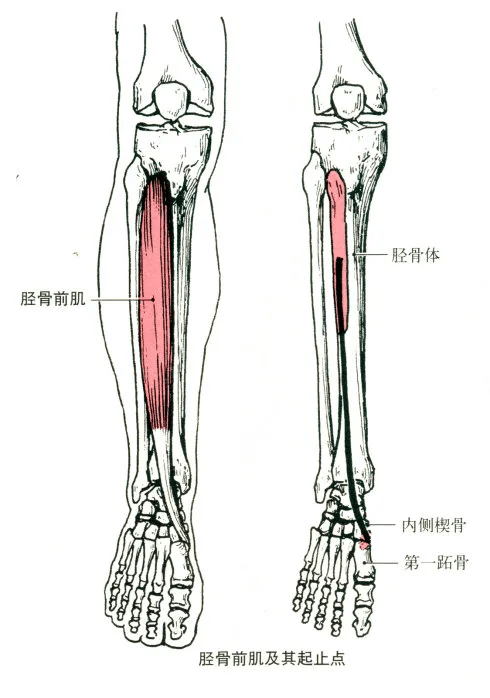 远固定时,使小腿在踝关节处伸,维持足弓.