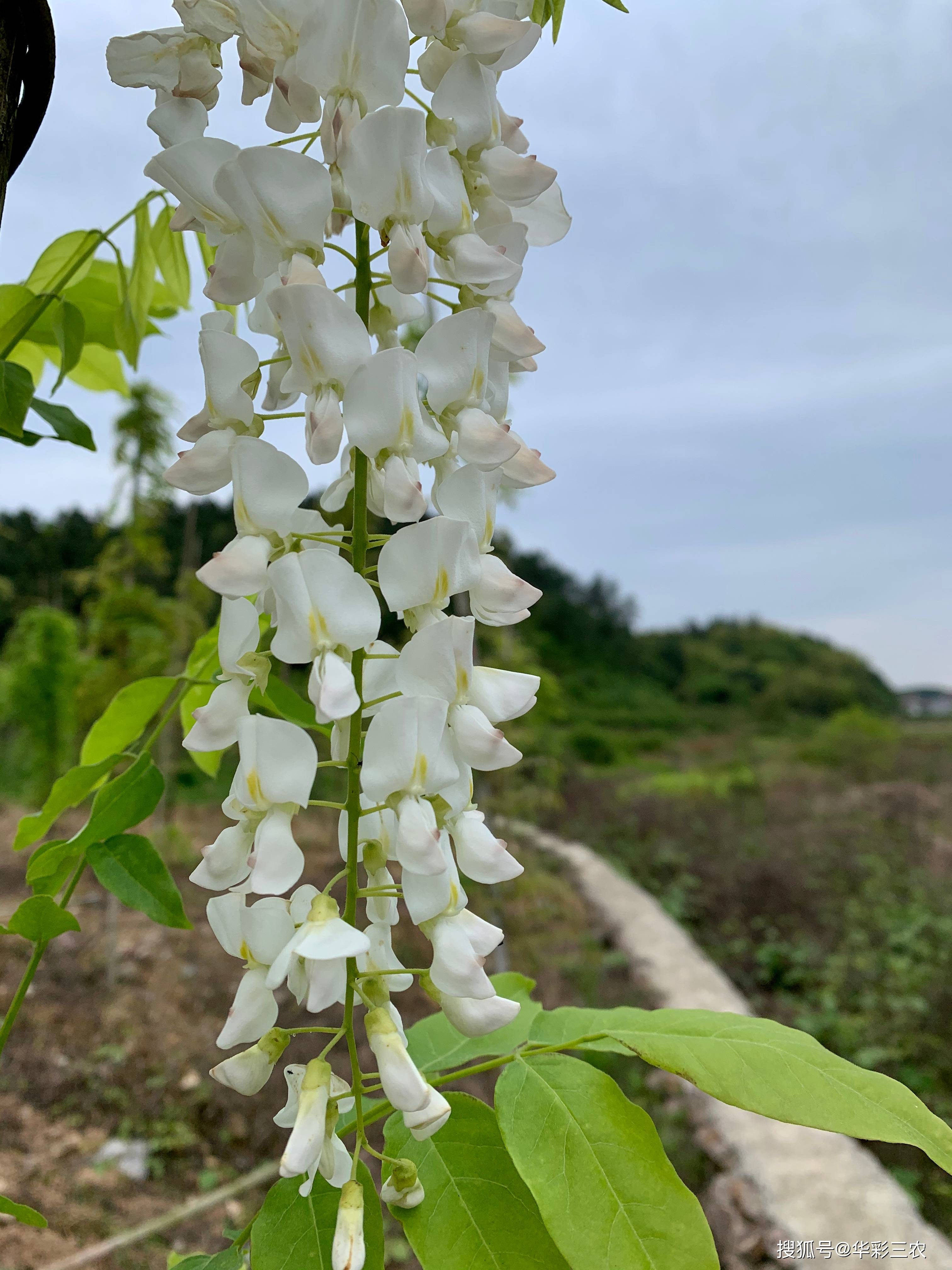 日本多花紫藤安了寺介绍