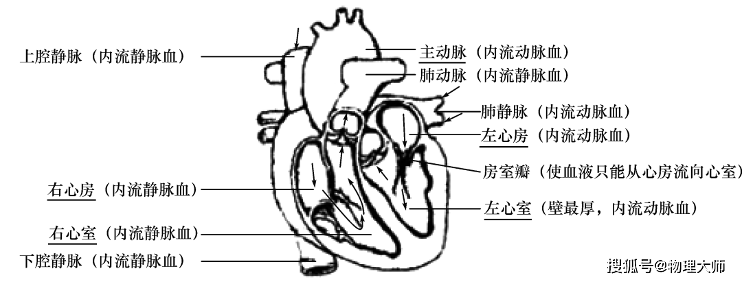 初中生物知识结构图文并茂生动形象