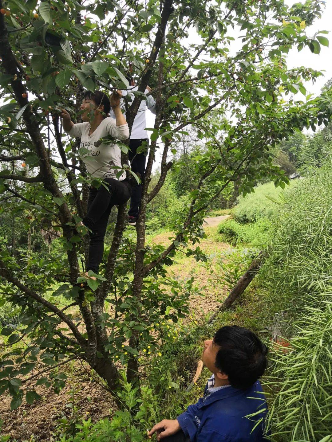 果树的前世今生_李子树