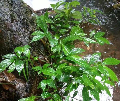 原创农村野菜不要钱,地里山上到处都是的"咳嗽克星草",城里人有钱买不