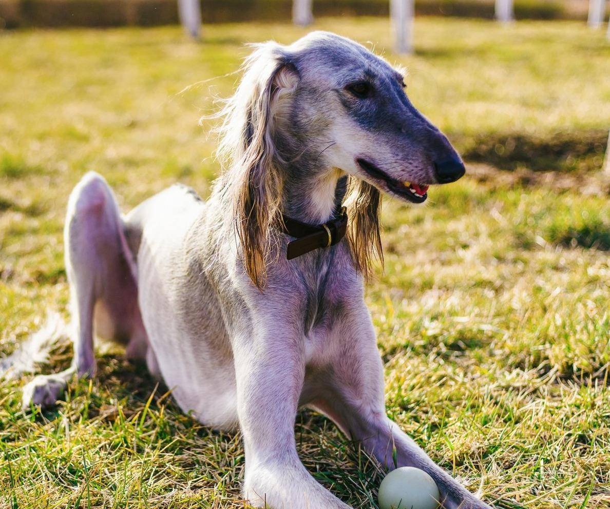 中国十大猎犬种_中国十大猎犬名单