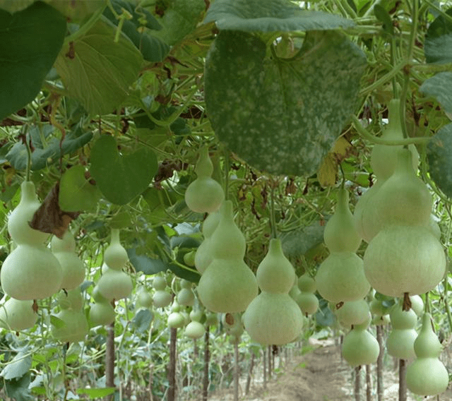 阳台种葫芦,结果几十个,挂满"葫芦娃,找到"精品"价值高